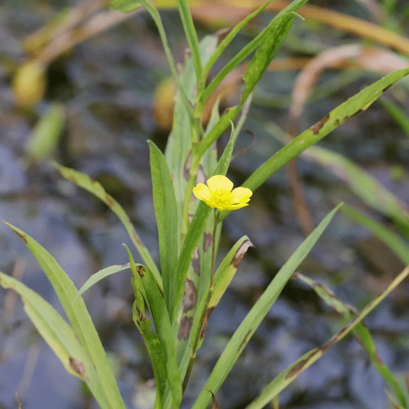 Ranunculus Lingua - Grande douve - Plante de berge - Par 3 pièces