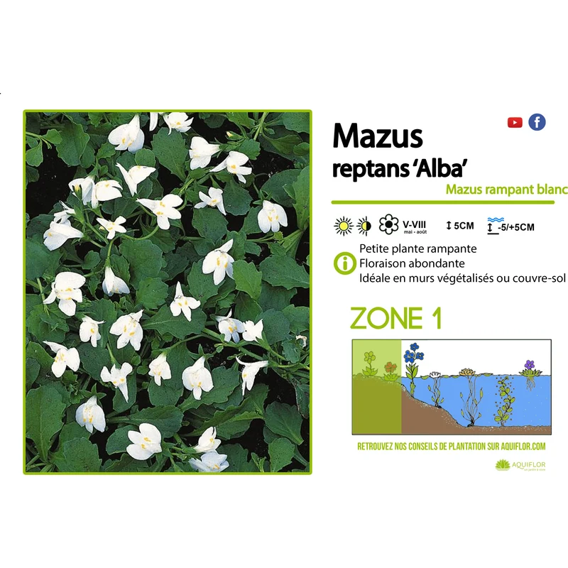 Mazus Reptans Alba - Mazus rampant blanc - Plante de berge - Par 3 pièces