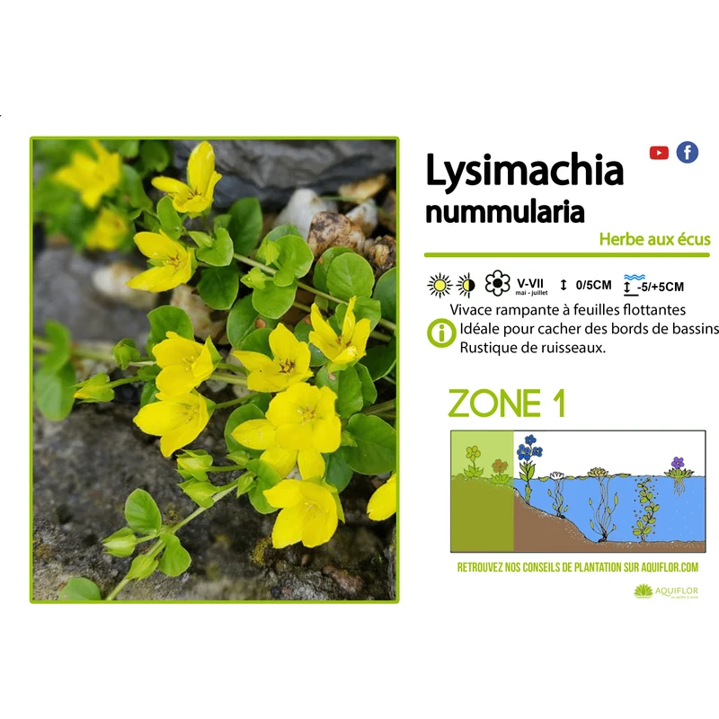 Lysimachia Nummularia - Herbe aux écus - Plante de berge - Par 3 pièces