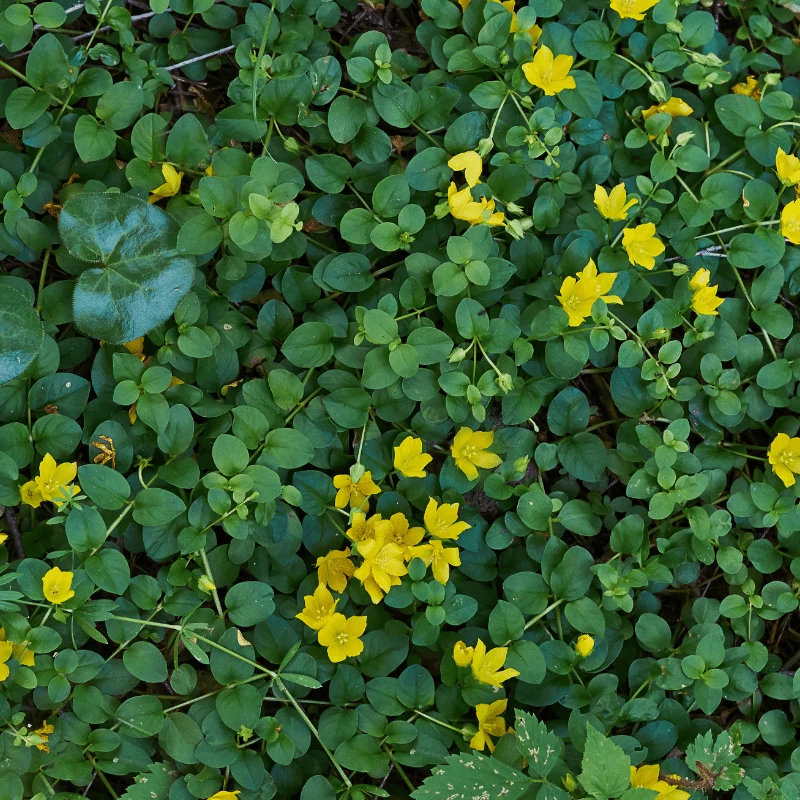 Lysimachia Nummularia - Herbe aux écus - Plante de berge - Par 3 pièces