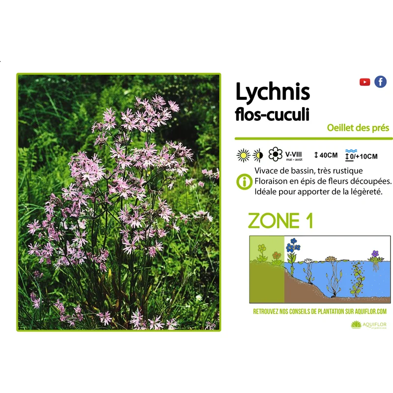 Lychnis Flos-Cuculi - Fleur de coucou/Œillet des prés - Plante de berge - Par 3 pièces