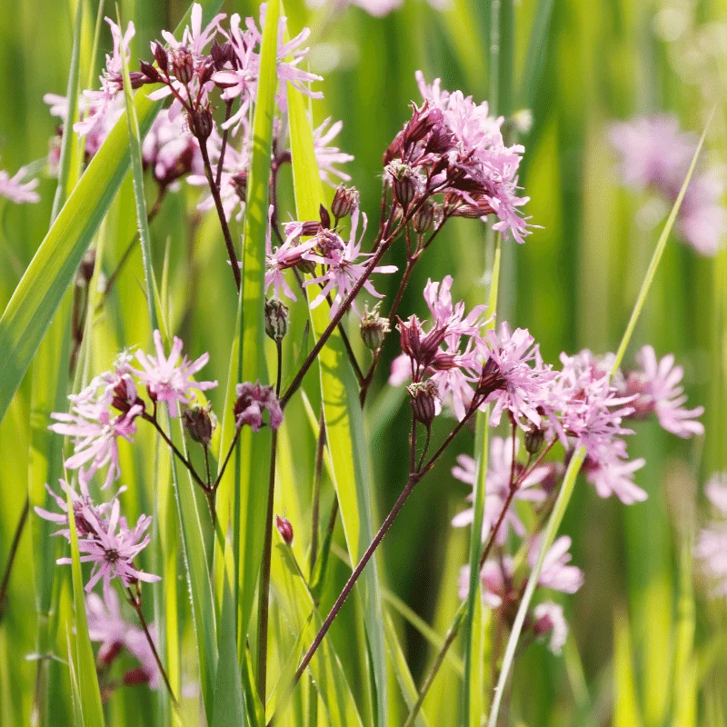 Lychnis Flos-Cuculi - Fleur de coucou/Œillet des prés - Plante de berge - Par 3 pièces