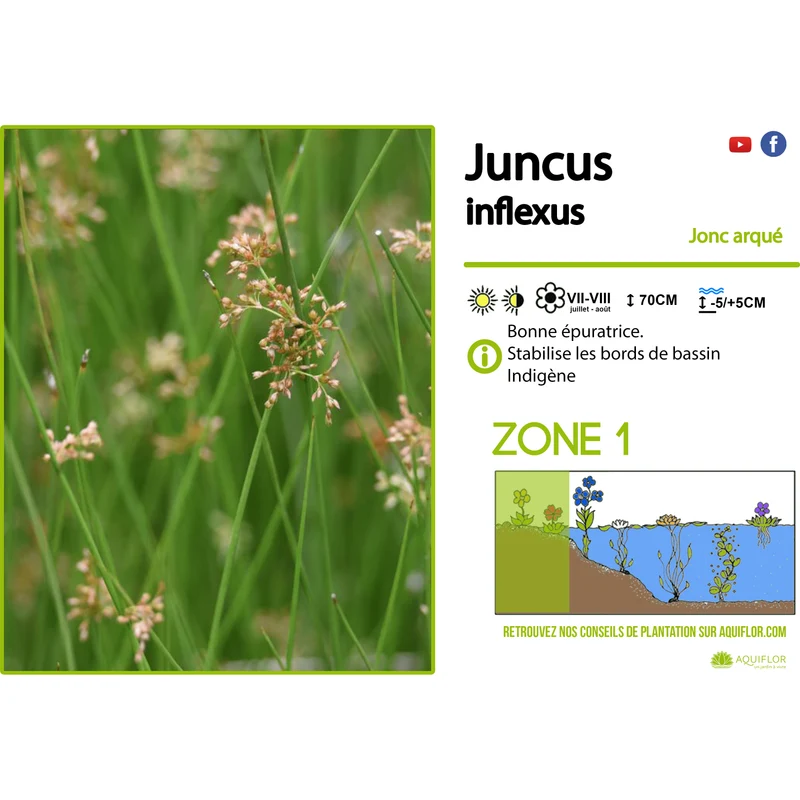 Juncus inflexus - Jonc arqué - Plante de berge - Par 3 pièces