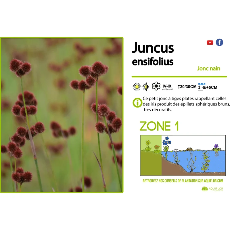 Juncus Ensifolius - Jonc nain - Plante de berge - Par 3 pièces