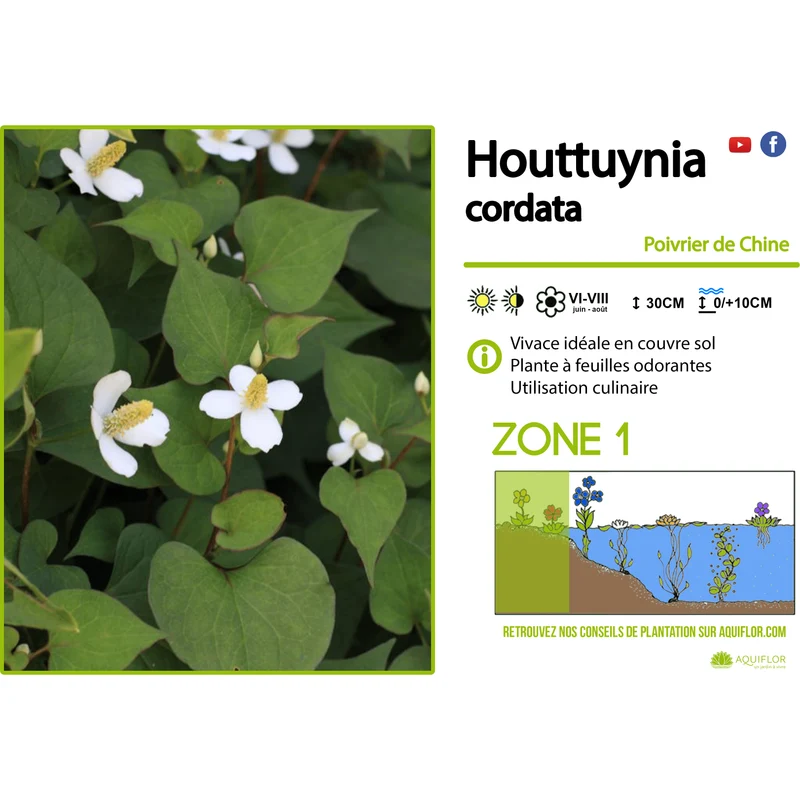 Houttuynia Cordata Plena - Poivrier de Chine - Plante de berge - Par 3 pièces