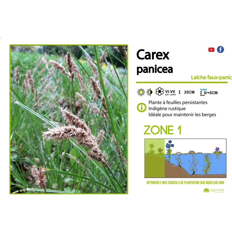 Carex panicea - Laîche faux-panic - Plante de berge - Par 3 pièces