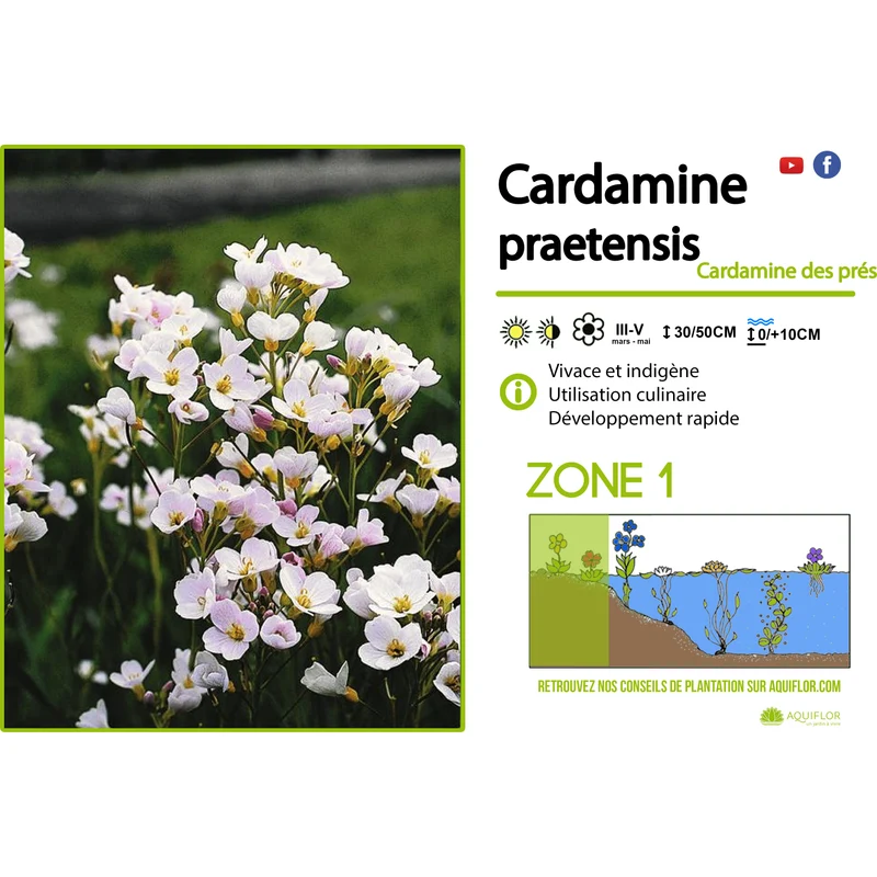 Cardamine praetensis - Cardamine des prés - Plante de berge - Par 3 pièces