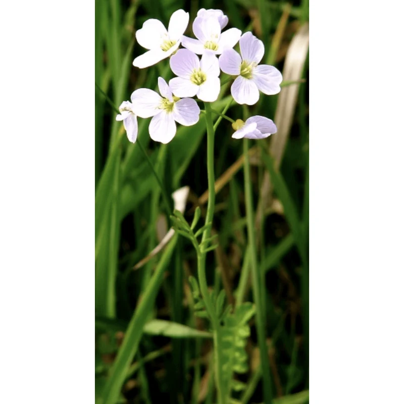 Cardamine praetensis - Cardamine des prés - Plante de berge - Par 3 pièces