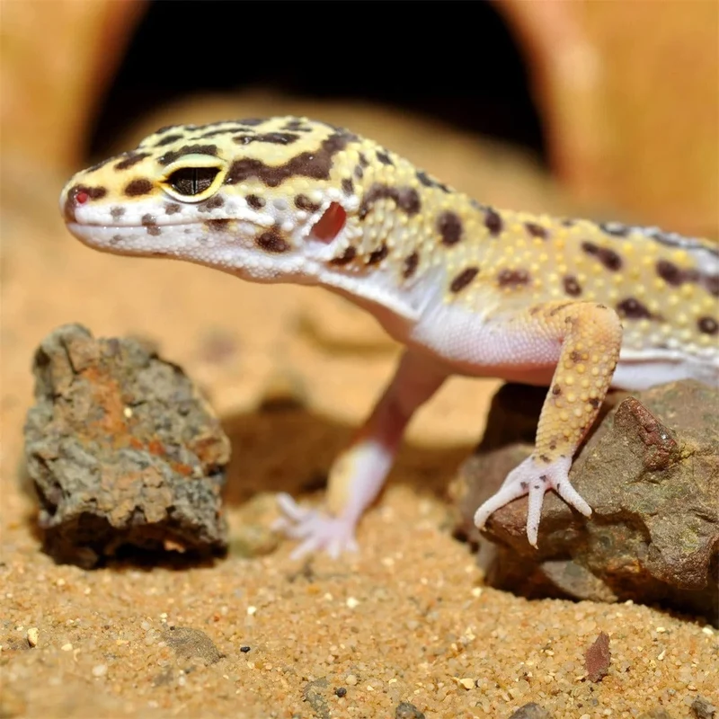HABISTAT LEOPARD GECKO BEDDING 10 KG - Substrat pour terrariums à reptiles