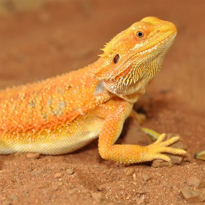 HABISTAT BEARDED DRAGON BEDDING 5 KG