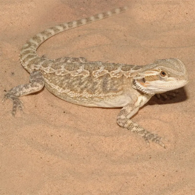 HABISTAT DESERT SAND YELLOW 5 KG