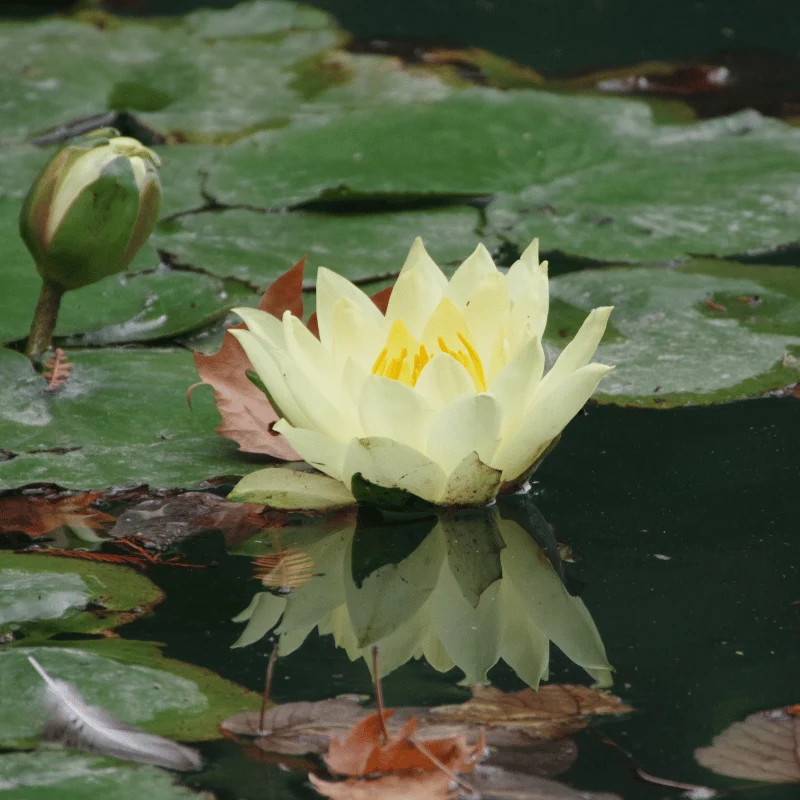 Nymphaea Nain Pygmea Helvola - Nénuphar Nain Jaune