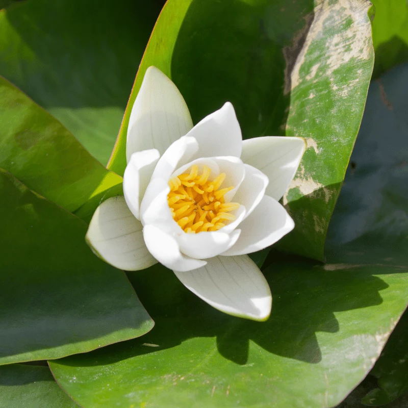 Nymphaea Nain Pygmae Alba - Nénuphar Nain Blanc