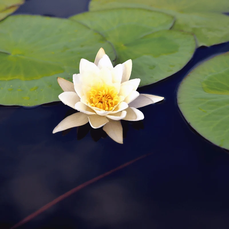 Nymphaea Nain Pygmae Alba - Nénuphar Nain Blanc