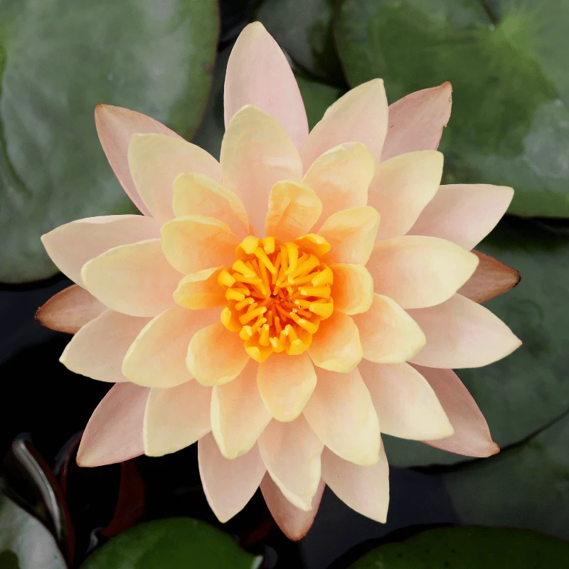 Nymphaea Aurora - Petit nénuphar Cuivre (orange)