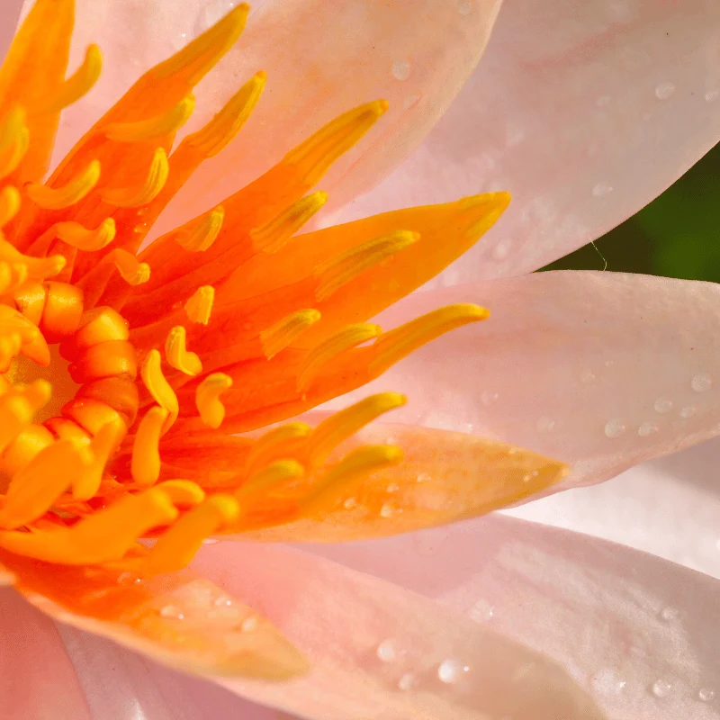 Nymphaea Aurora - Petit nénuphar Cuivre (orange)