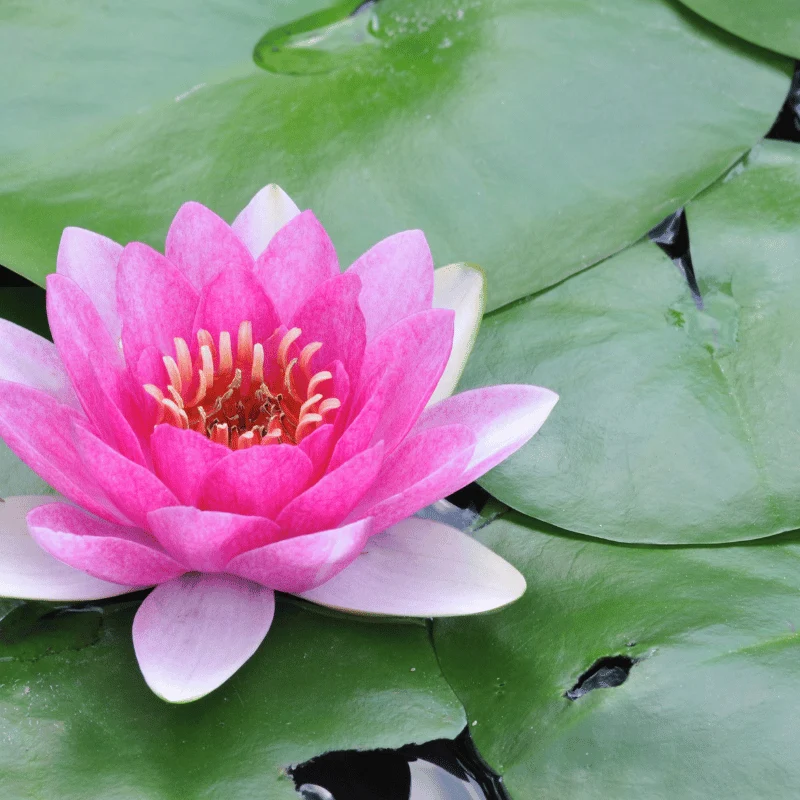 Nymphaea Charles de Meurvilles - Grand nénuphar Rouge