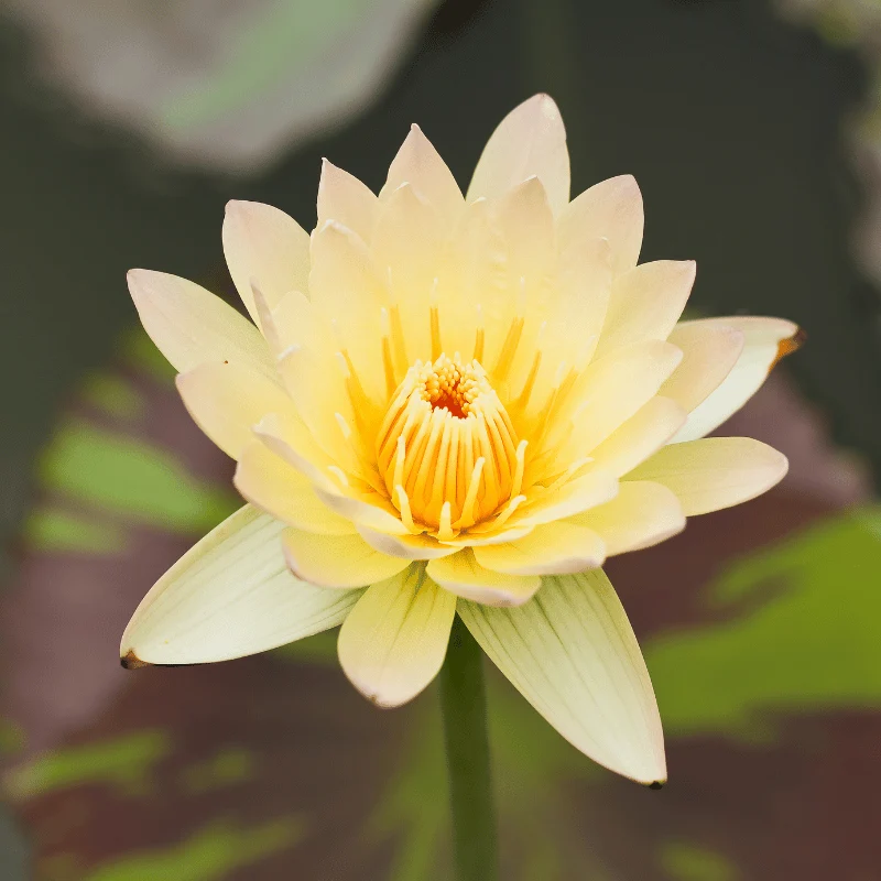 Nymphaea Joey Tomack - Grand nénuphar Jaune