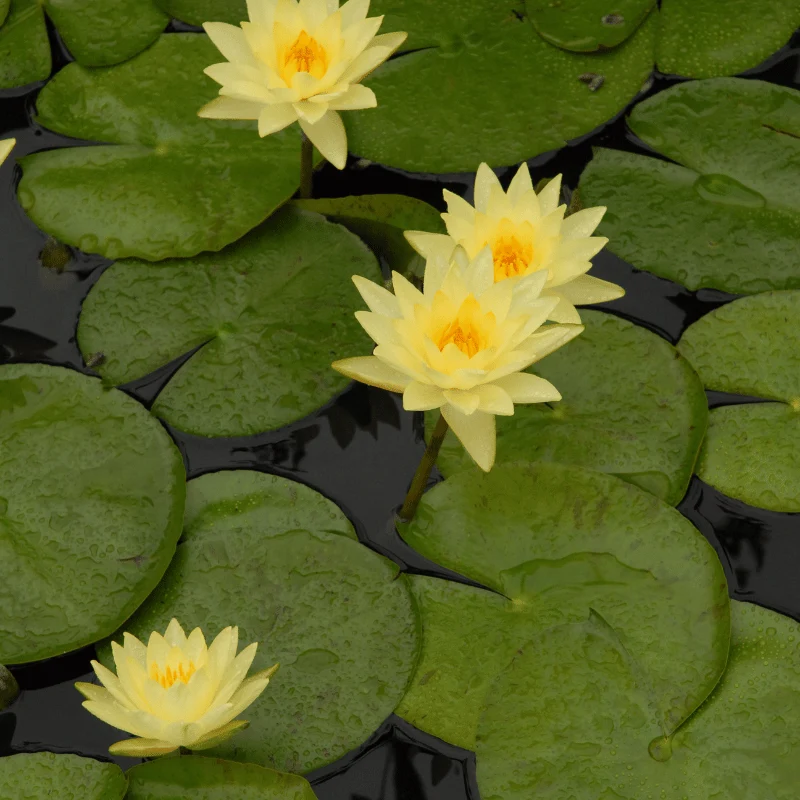 Nymphaea Joey Tomack - Grand nénuphar Jaune