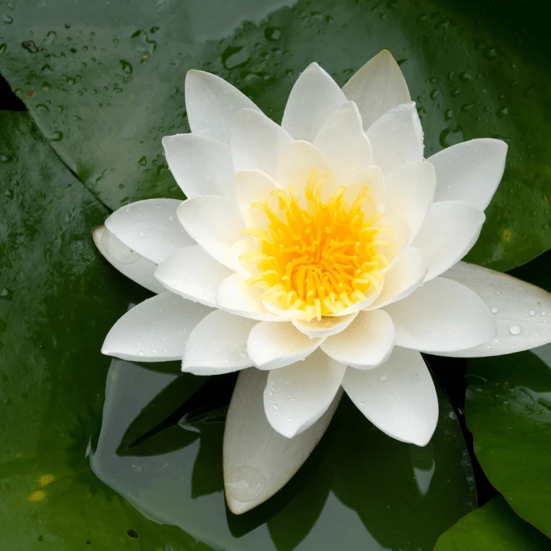 Nymphaea Alba - Nénuphar Blanc - Grand nénuphar de nos régions !