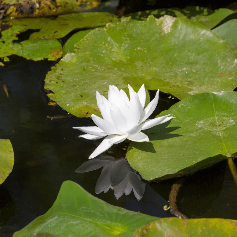 Nymphaea Alba - Nénuphar Blanc - Grand nénuphar de nos régions !
