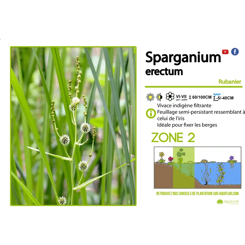 Sparganium Erectum - Ruban d'eau - Plante de berge - Par 3 pièces