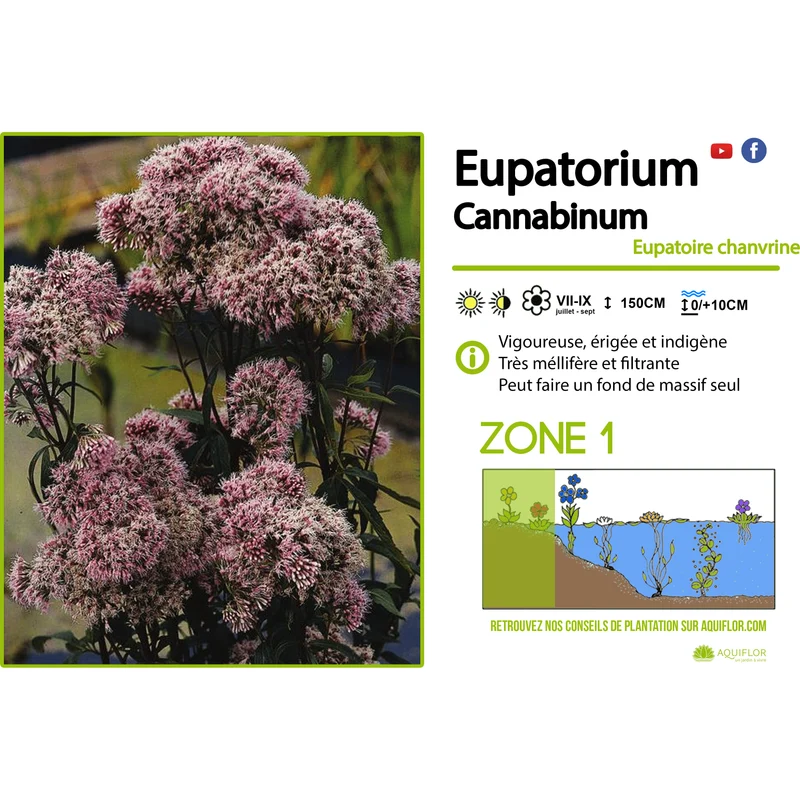 Eupatorium Cannabinum - Eupatoire à feuilles de chanvre - Plante de berge - Par 3 pièces