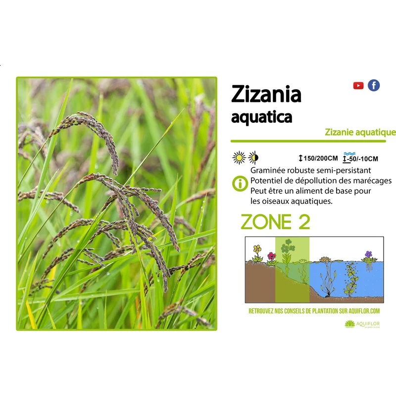 Zizania Aquatica - Riz zauvage - Plante de berge - Par 3 pièces