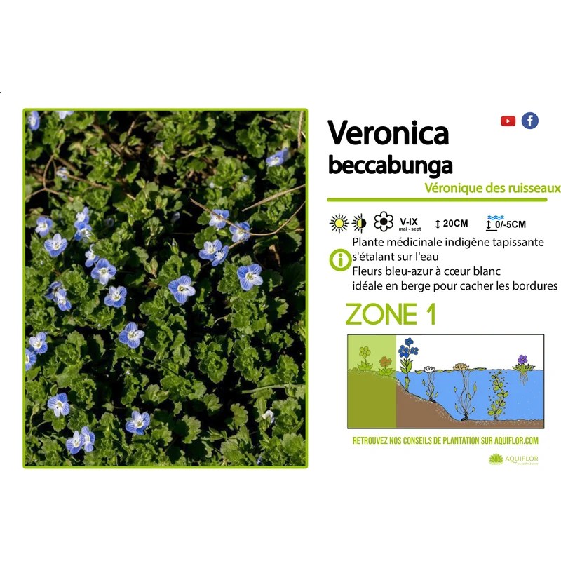 Veronica Beccabunga - Véronique des ruisseaux - Plante de berge - Par 3 pièces