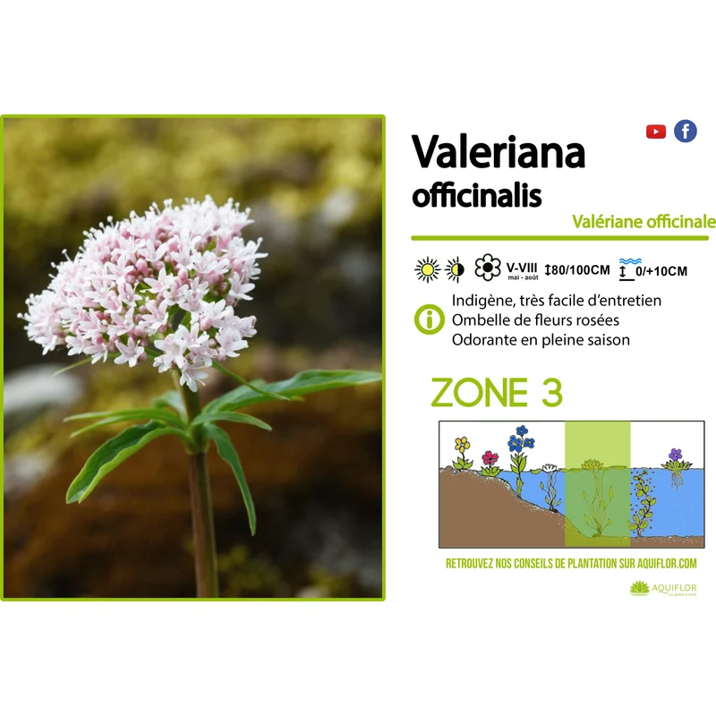 Valeriana Officinalis - Valériane officinale - Plante de berge - Par 3 pièces