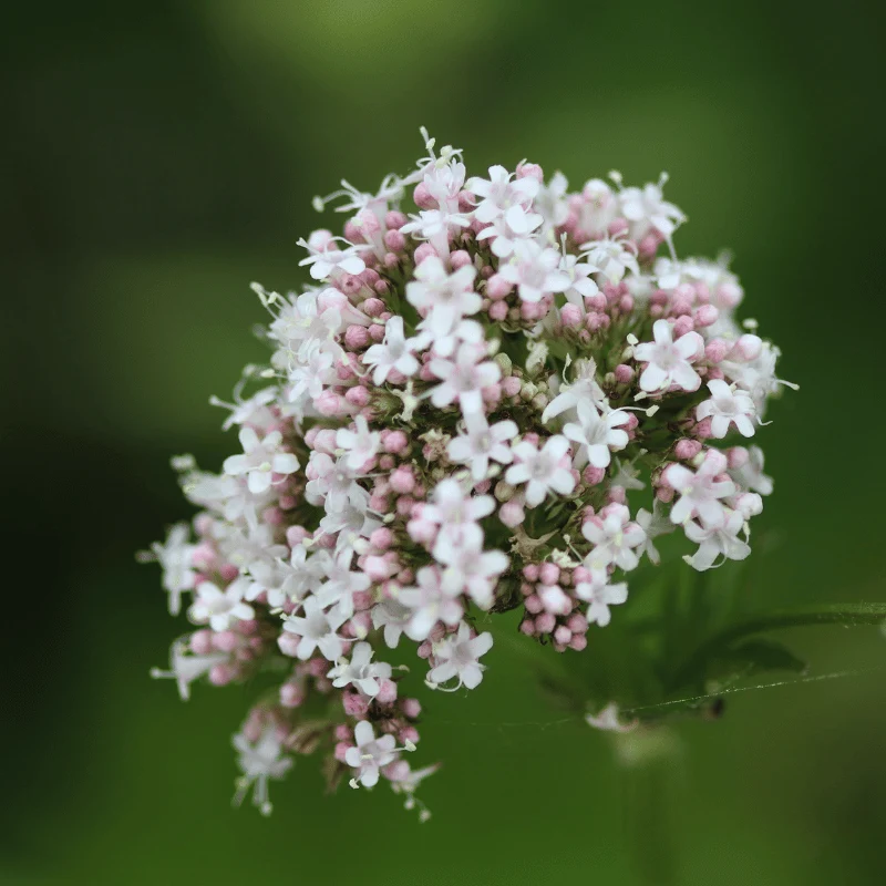 Valeriana Officinalis - Valériane officinale - Plante de berge - Par 3 pièces