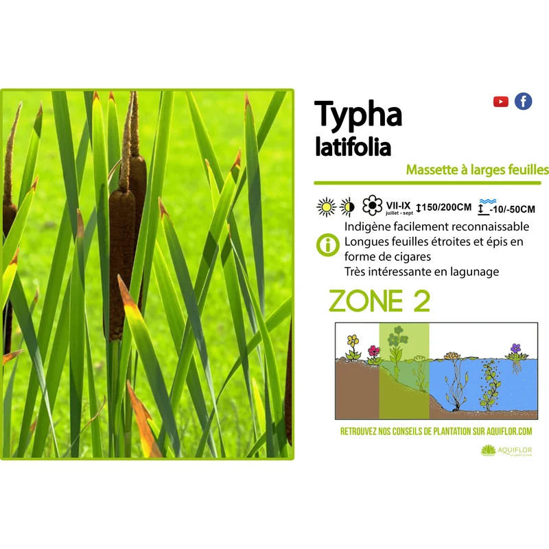 Typha Latifolia - Massette à larges feuilles - Plante de berge - Par 3 pièces