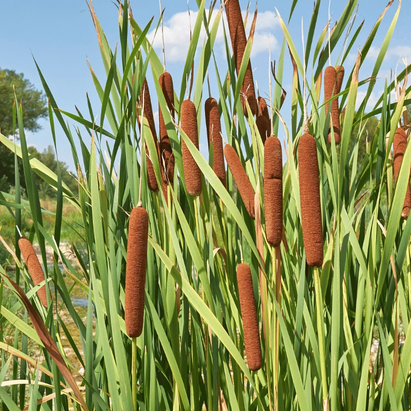 Typha Latifolia - Massette à larges feuilles - Plante de berge - Par 3 pièces