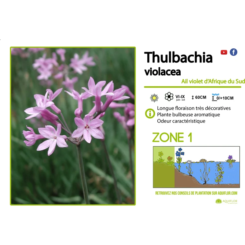 Tulbaghia Violacea - Ail d'Afrique du Sud - Plante de berge - Par 3 pièces