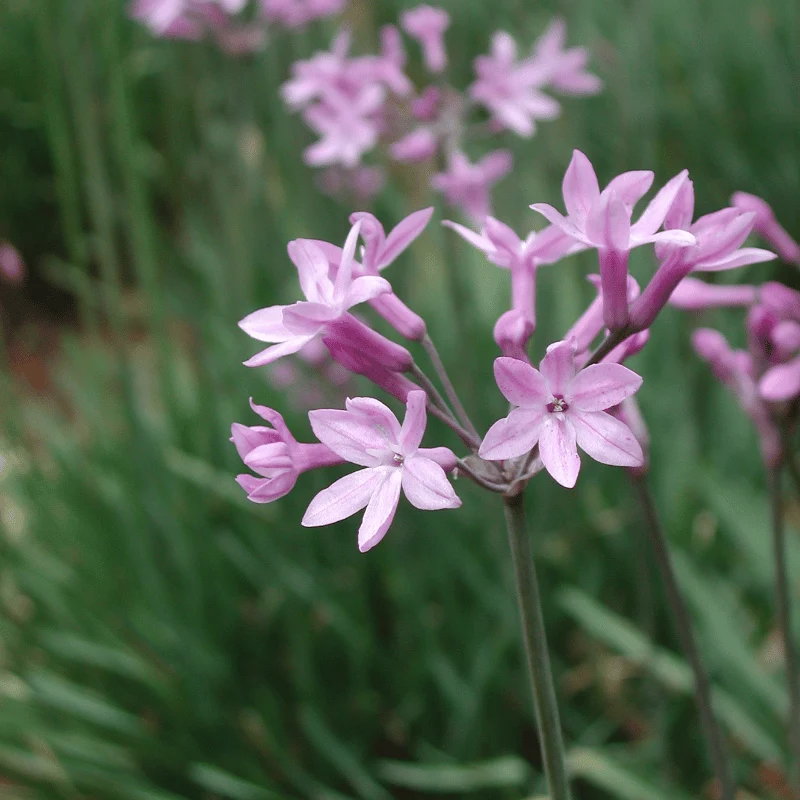 Tulbaghia Violacea - Ail d'Afrique du Sud - Plante de berge - Par 3 pièces