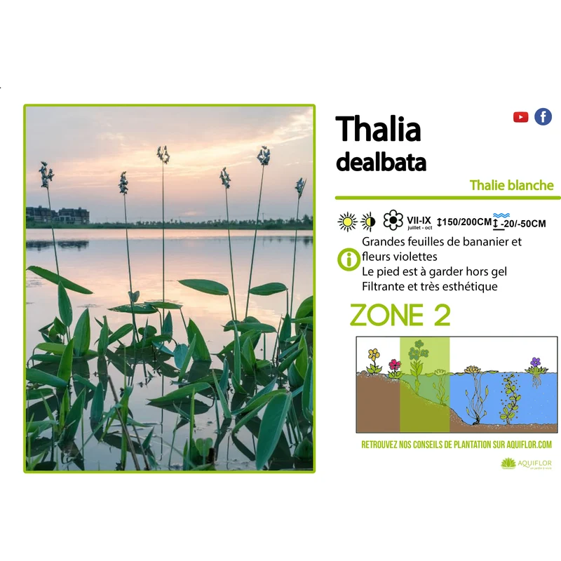 Thalia Dealbata - Thalie blanche - Plante de berge - Par 3 pièces
