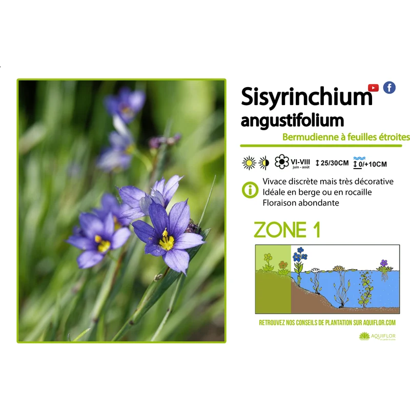 Sisyrinchium Augustifolium - Bermudienne à feuilles étroites - Plante de berge - Par 3 pièces