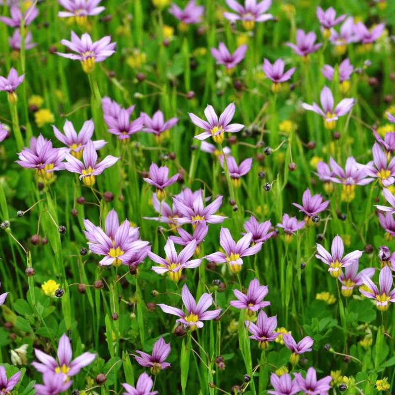 Sisyrinchium Augustifolium - Bermudienne à feuilles étroites - Plante de berge - Par 3 pièces