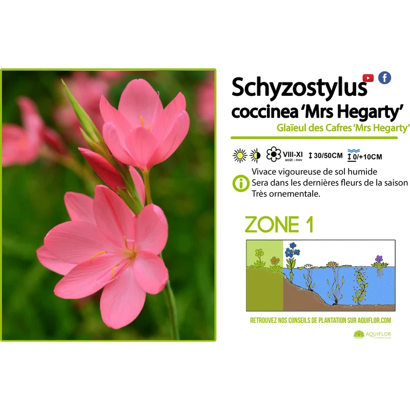 Schizostylis Coccinea 'Mrs Hegarty' - Lis des cafres 'Mrs Hegarty' - Plante de berge - Par 3 pièces