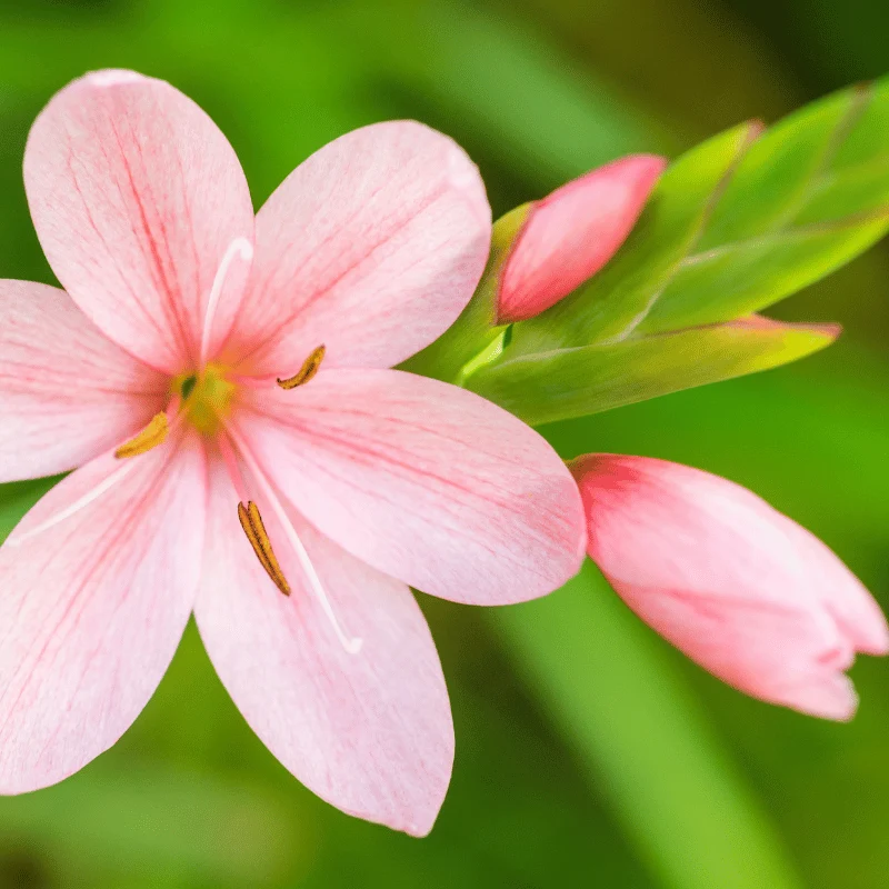 Schizostylis Coccinea 'Mrs Hegarty' - Lis des cafres 'Mrs Hegarty' - Plante de berge - Par 3 pièces