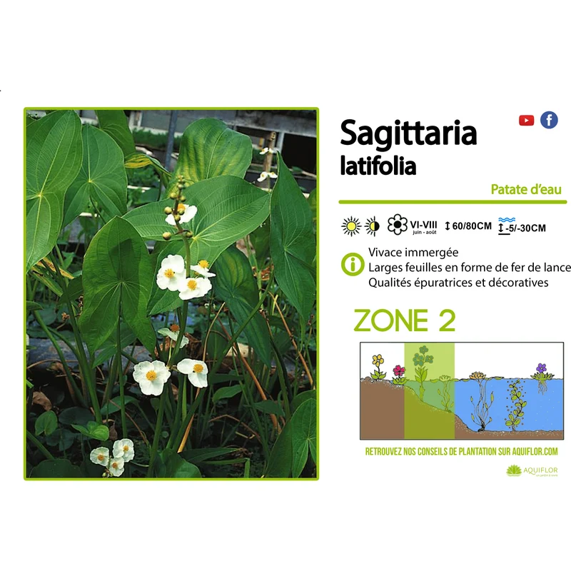 Sagittaria Latifolia - Sagittaire latifoliée - Plante de berge - Par 3 pièces