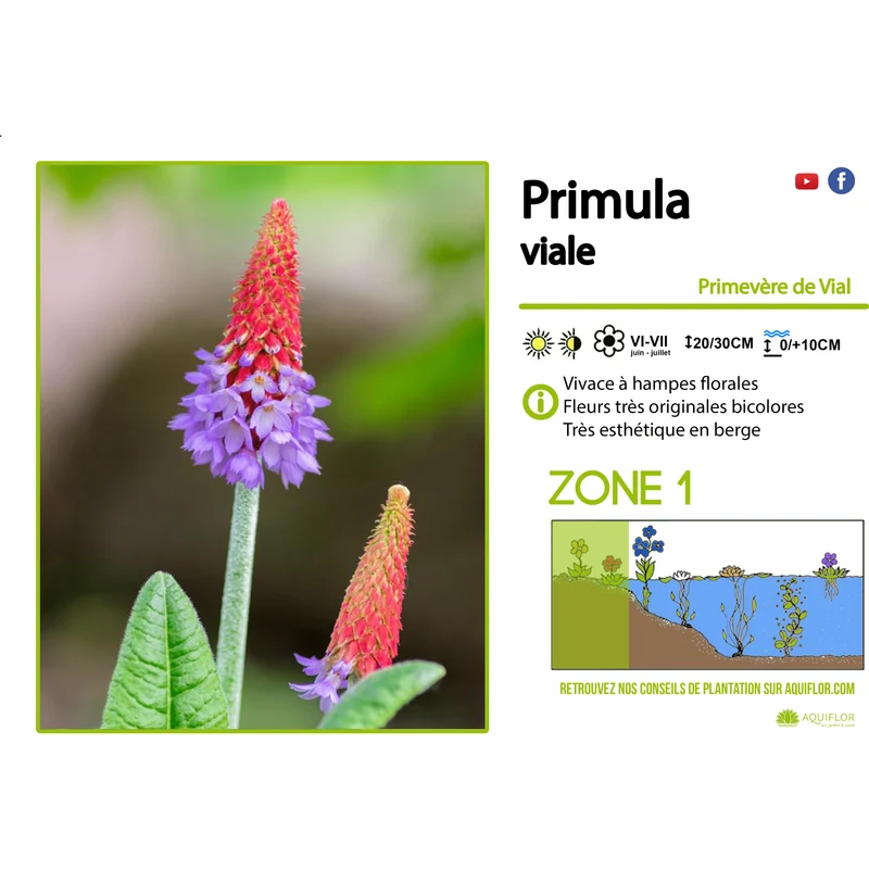 Primula Viale - Primevère de Vial - Plante de berge - Par 3 pièces