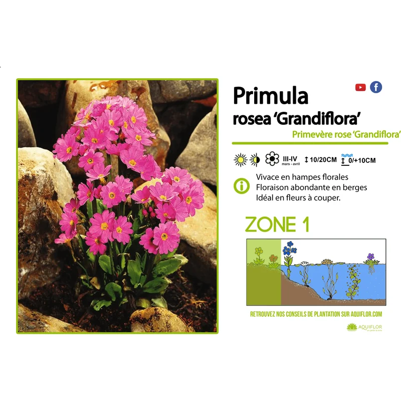 Primula Rosea Grandiflora - Primevère Rose 'Grandiflora' - Plante de berge - Par 3 pièces
