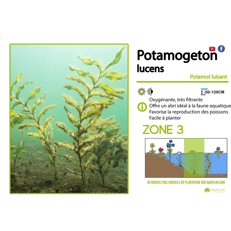 Potamogeton Lucens - Potamot luisant - Plante oxygénante - Par 3 pièces