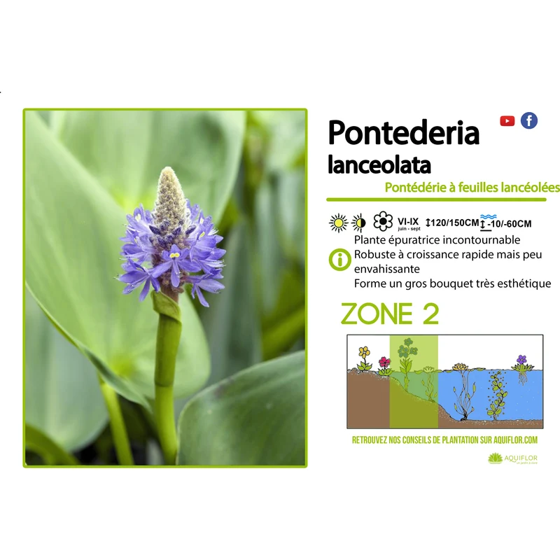 Pontederia Lanceolata - Pontédérie à feuilles lancéolées - Plante de berge - Par 3 pièces