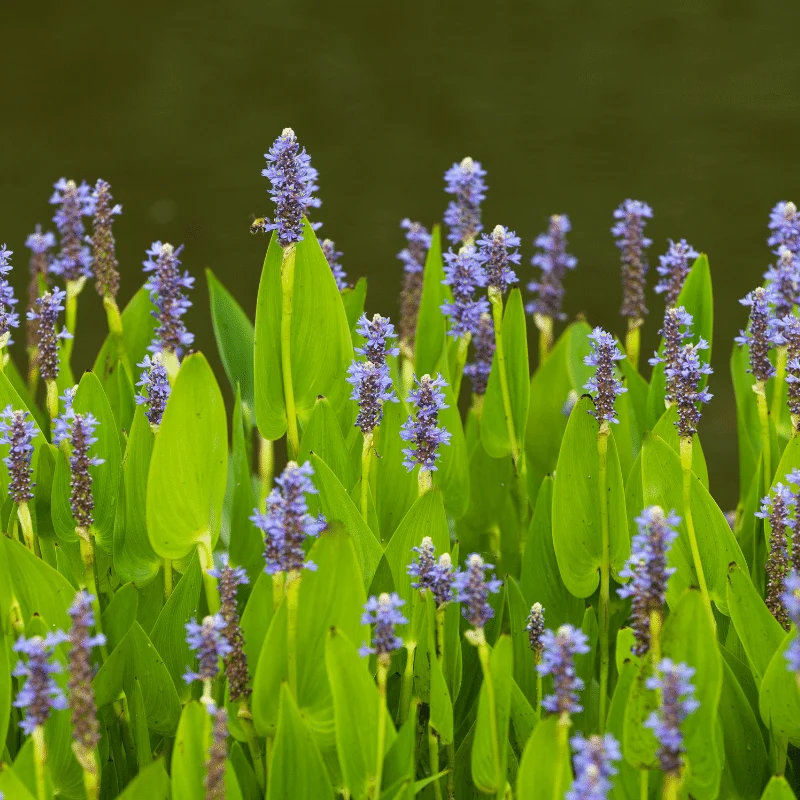 Pontederia Lanceolata - Pontédérie à feuilles lancéolées - Plante de berge - Par 3 pièces