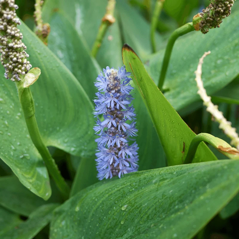 Pontederia Cordata - Pontédérie à feuilles en cœur - Plante de berge (Par 3 pièces)