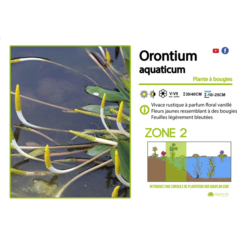 Orontium Aquaticum - Oronte aquatique (plante à bougies) - Plante de berge - Par 3 pièces
