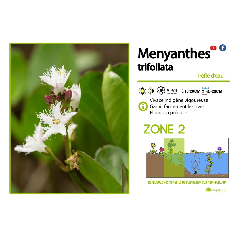 Menyanthes Trifoliata - Trèfle d'eau - Plante de berge - Par 3 pièces