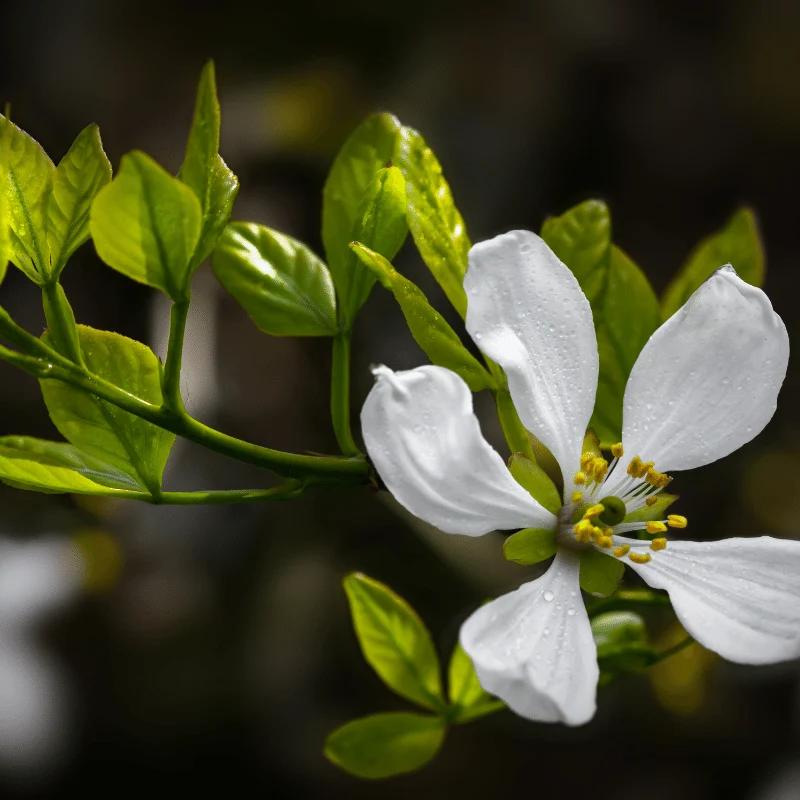 Menyanthes Trifoliata - Trèfle d'eau - Plante de berge - Par 3 pièces